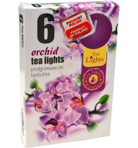 ORCHIDEA - 6szt.